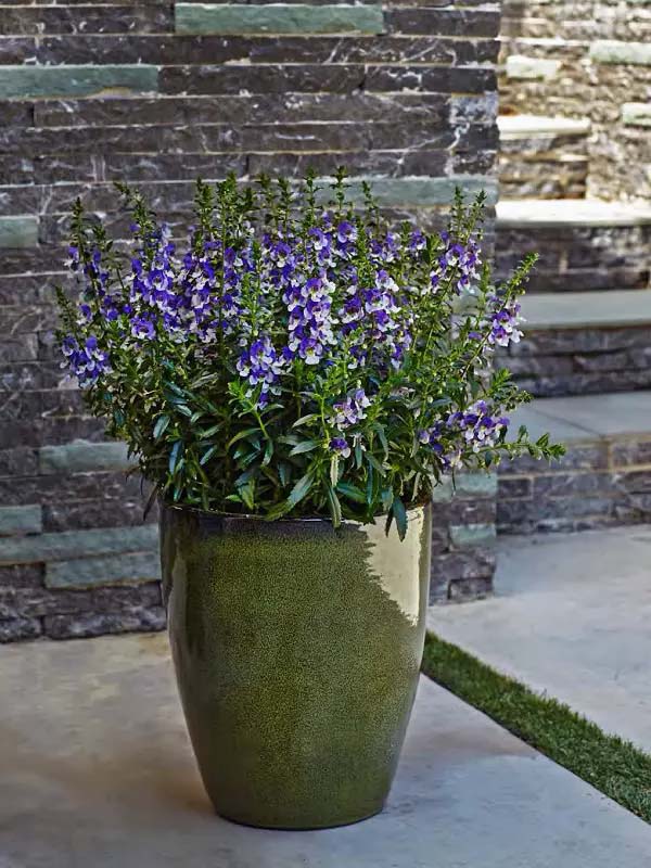 Summer snapdragons to grow in container #blue flowers #gardencontainers #decorhomeideas