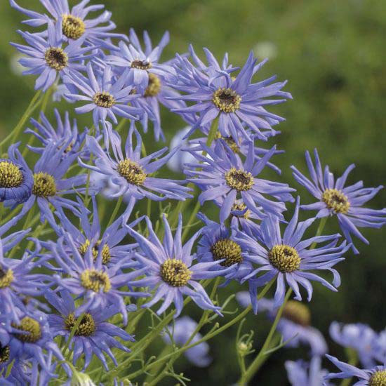 Swan River Daisy-To-Grow-In-Containers #blueflowers #gardencontainers #decorhomeideas