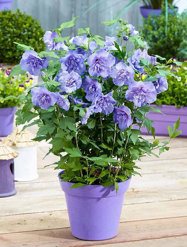 Rose of Sharon to grow in container #blueflowers #gardencontainers #decorhomeideas