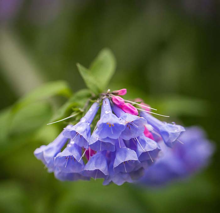 Virginia bluebells to grow in container #blue flowers #gardencontainers #decorhomeideas