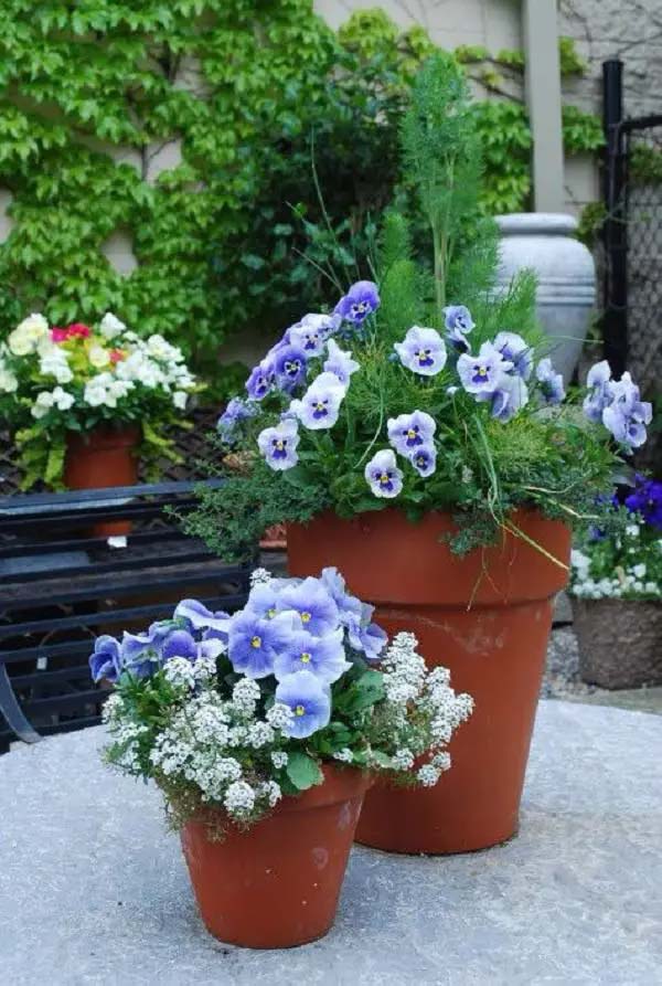 Violets/pansies to grow in container #blue flowers #gardencontainers #decorhomeideas
