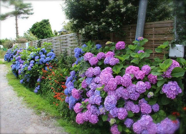 Hydrangea in landscape format (2)_mini