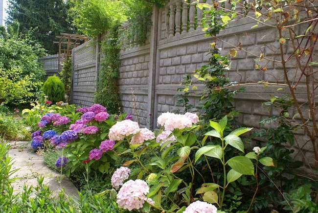 Landscaping with hydrangeas (13)_mini