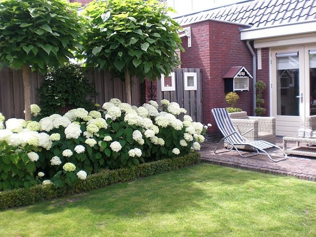 Landscaping with hydrangeas (3)_mini