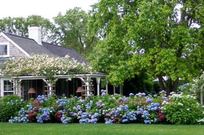 Landscaping with hydrangeas (15)_mini