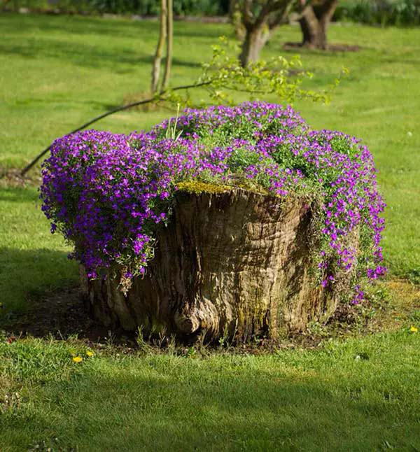 Use flowering ground covers #decorhomeideas