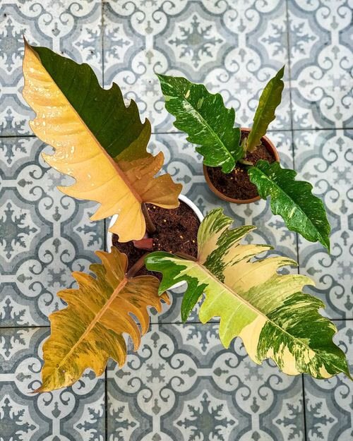 Exotic philodendron plants 2