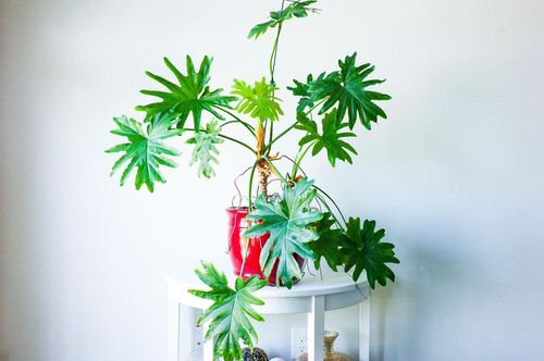 Exotic philodendron plants 3