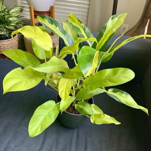 Exotic philodendron plants 6