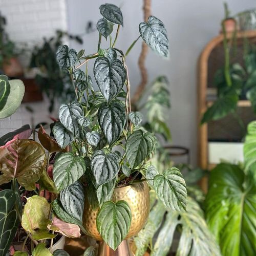 Exotic Philodendron Plants 8