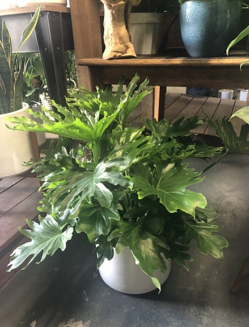 Exotic Philodendron Plants 60
