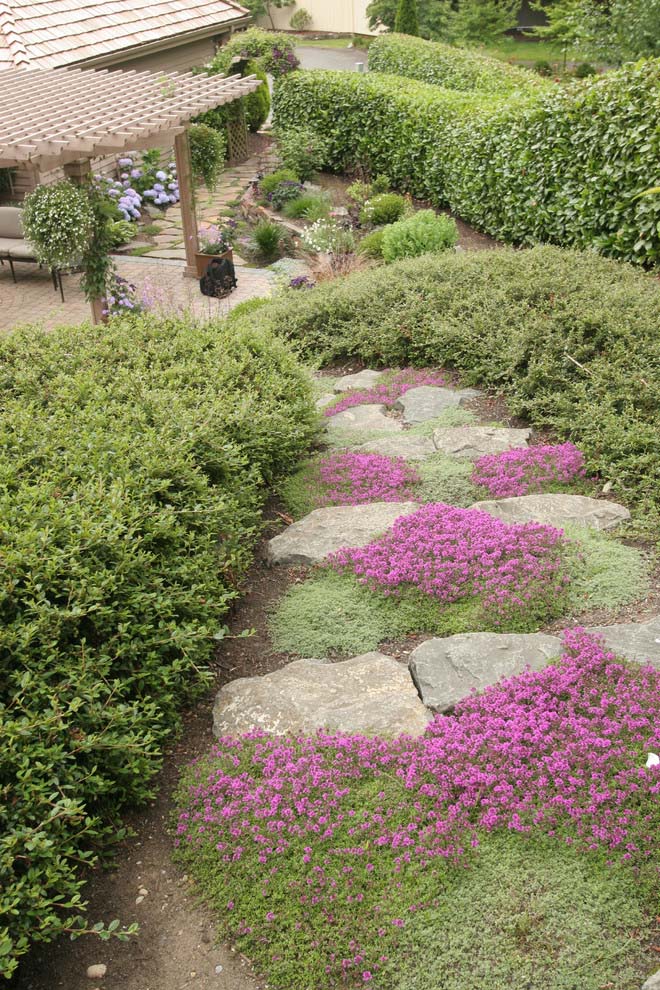 Ground cover path #slopelandscapedesign #budget #decorhomeideas