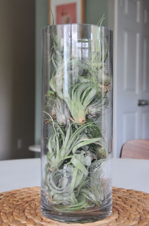 36 Incredible Houseplant Centerpiece Ideas Every Plant Grower Should See 3