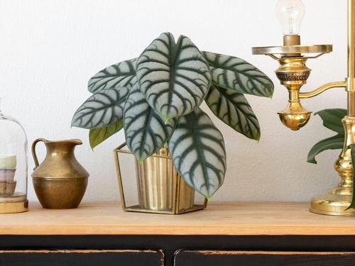 Ideas for houseplants as centerpieces 5