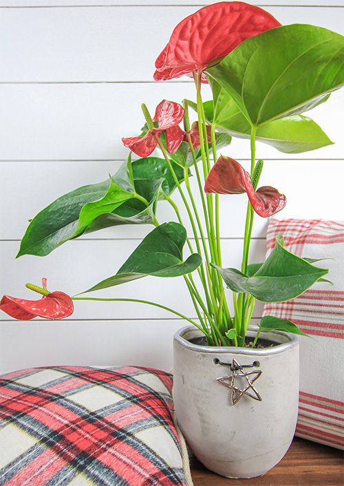 Ideas for houseplants as centerpieces 10