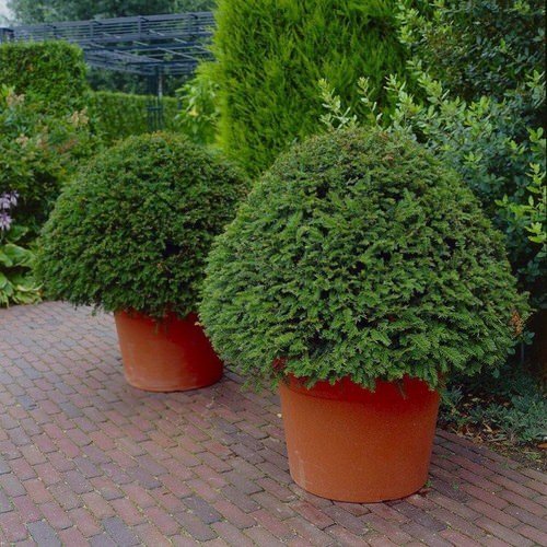 The Best Architectural Plants for Container Growing 5