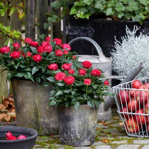 The Best Architectural Plants for Container Growing 12