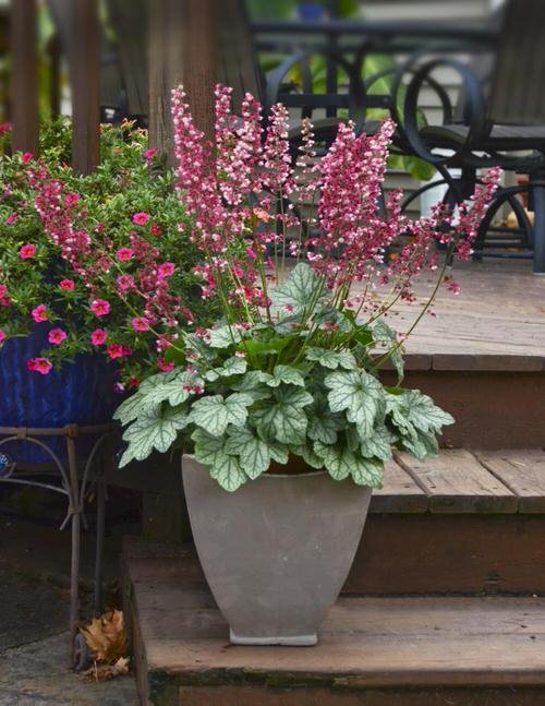 The Best Architectural Plants for Container Growing 14