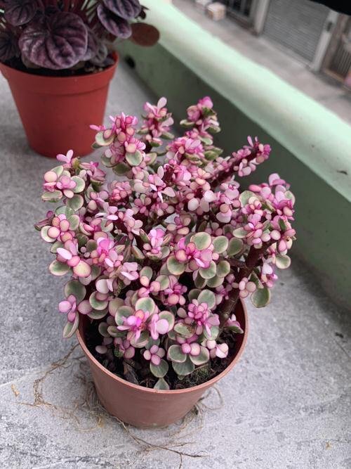 Pink houseplants 39