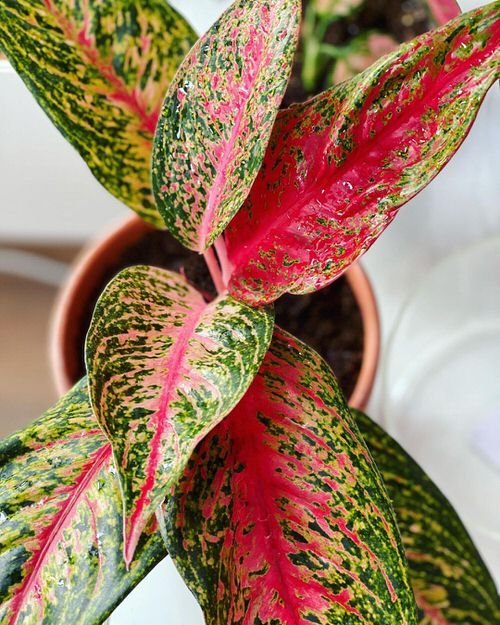 Pink houseplants 37