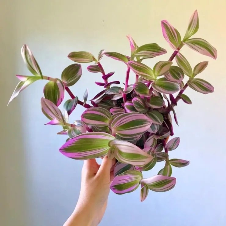 Pink houseplants 41