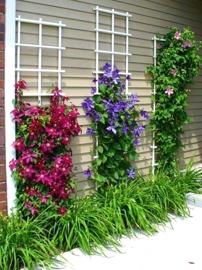 Clematis trellis