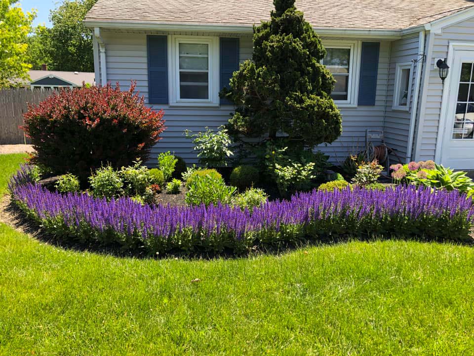 Blue salvia around the house