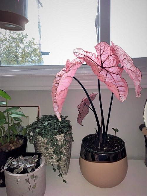 Pink houseplants 1